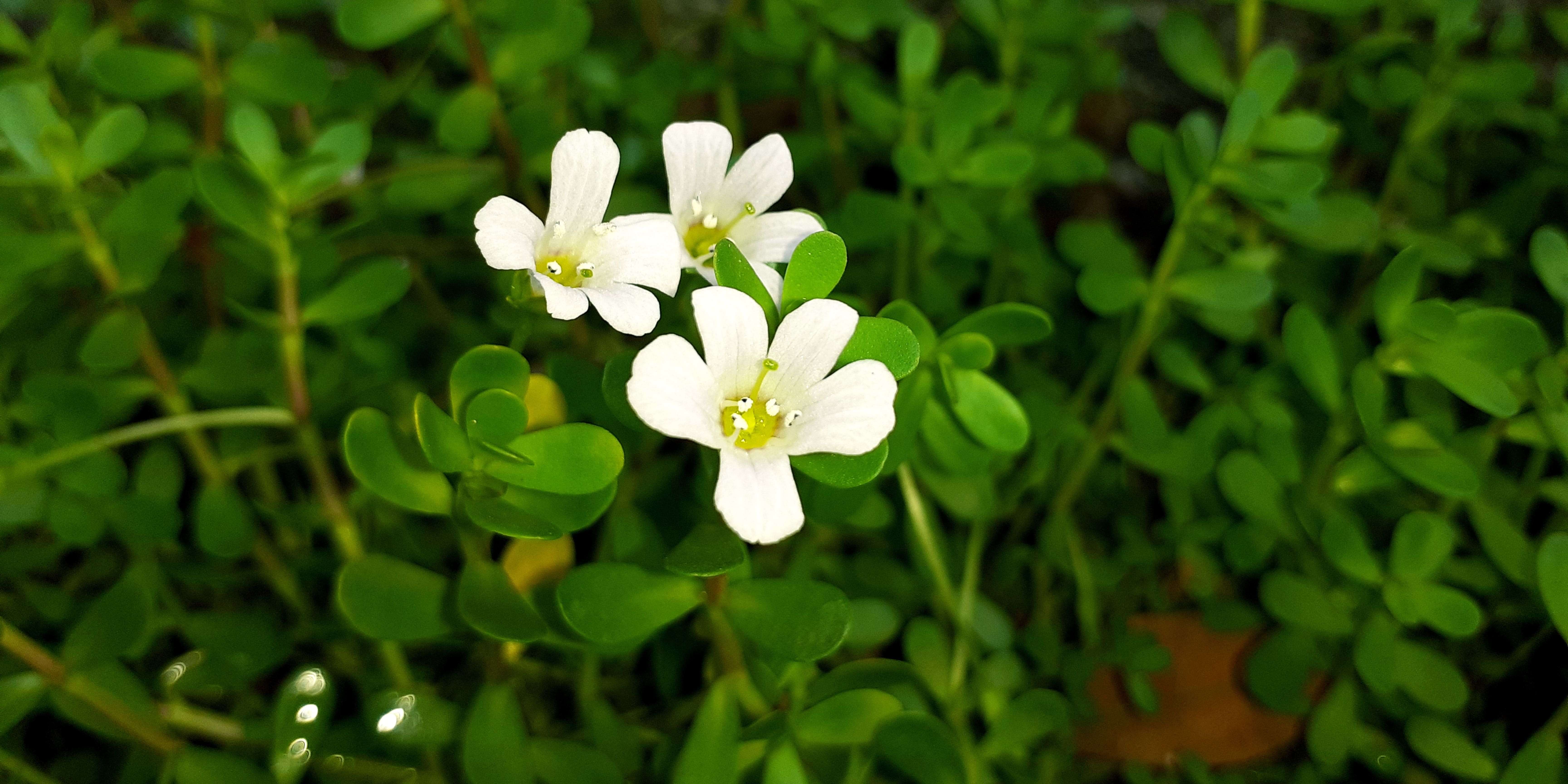 Bacopa Extract