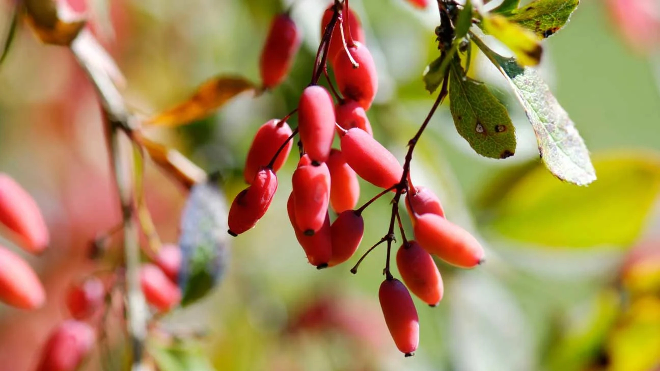 Barberry Extract