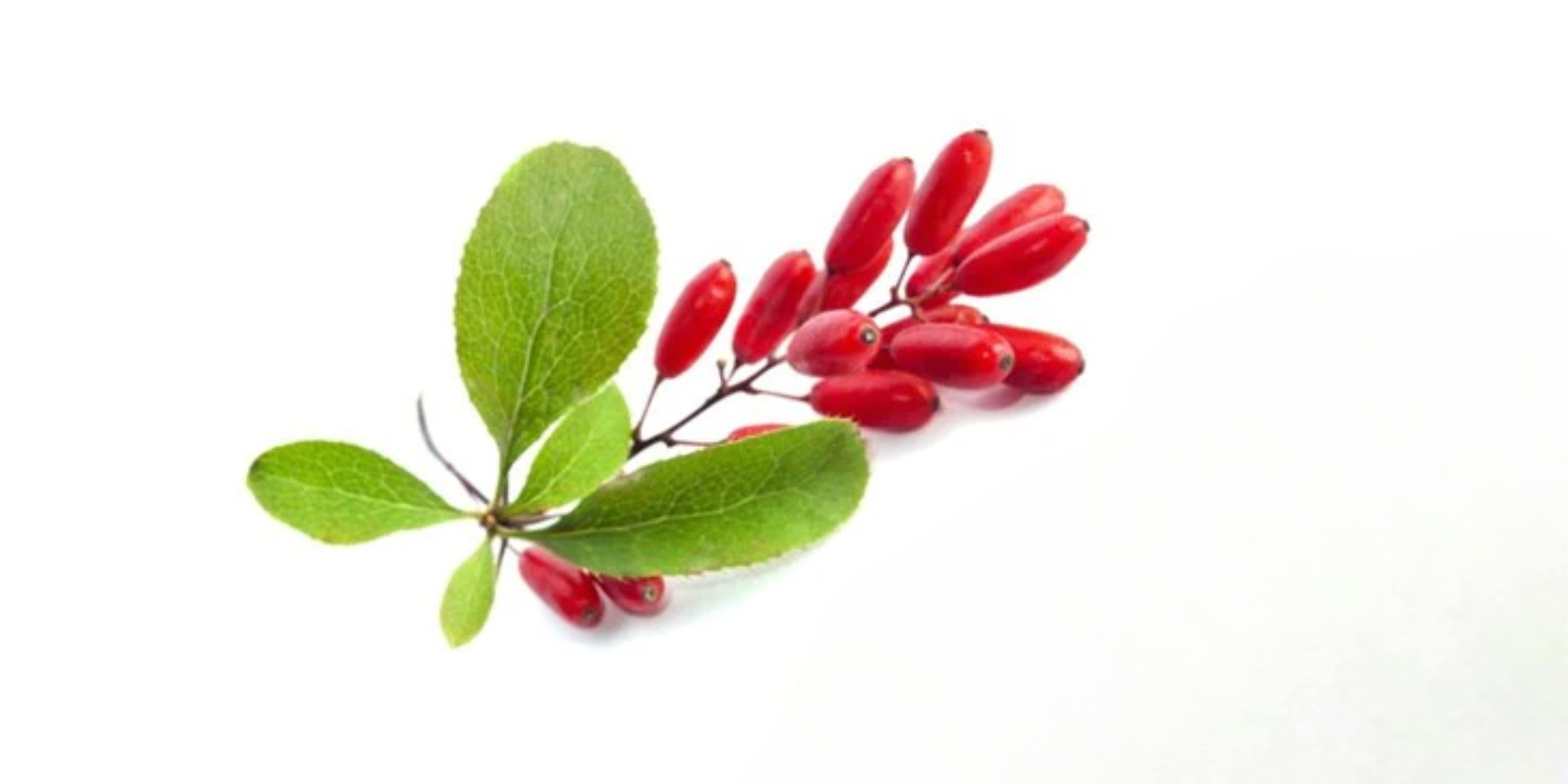 Berberine Extract