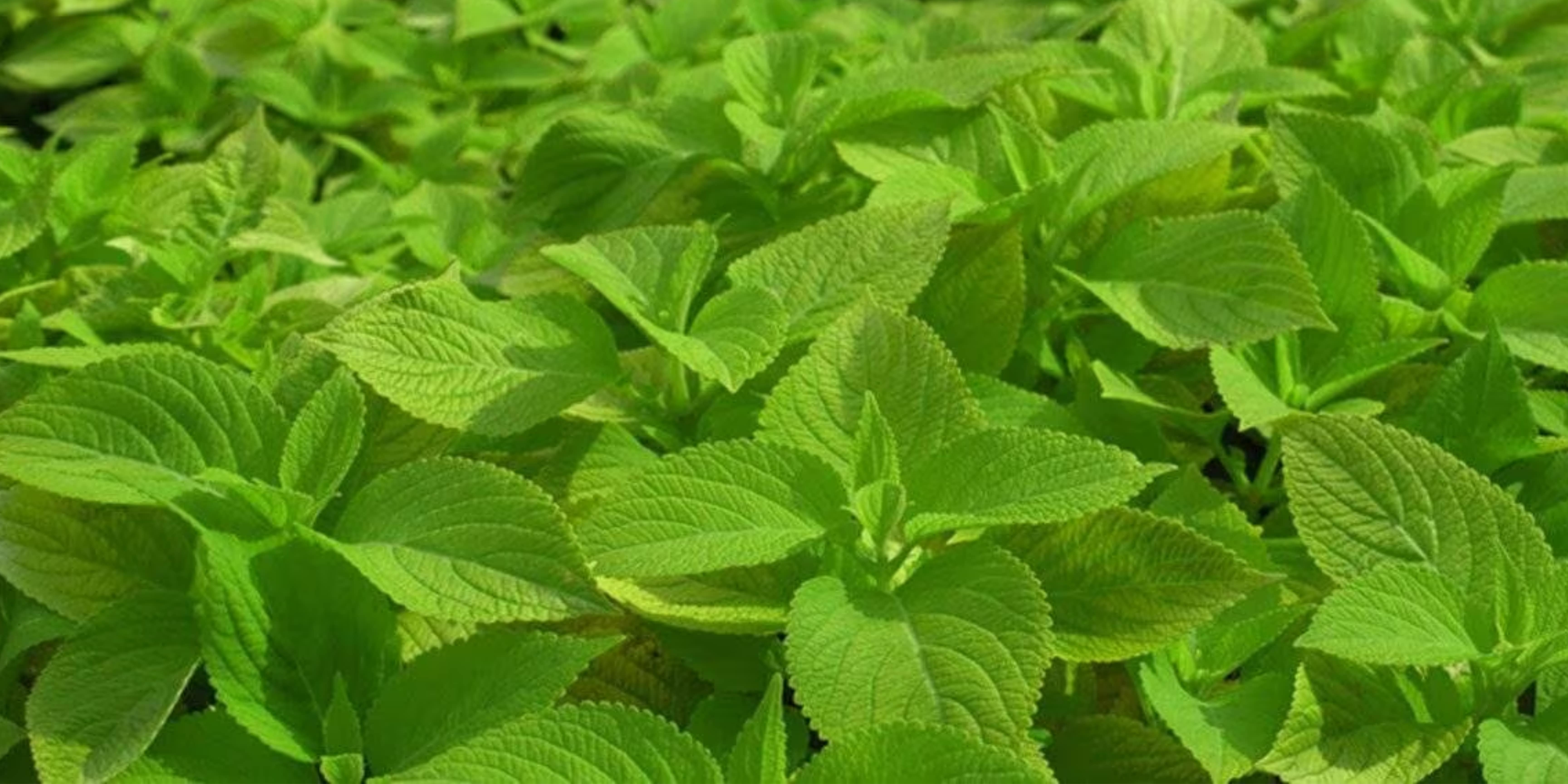 Coleus Extract – Upto Forskolin 20%