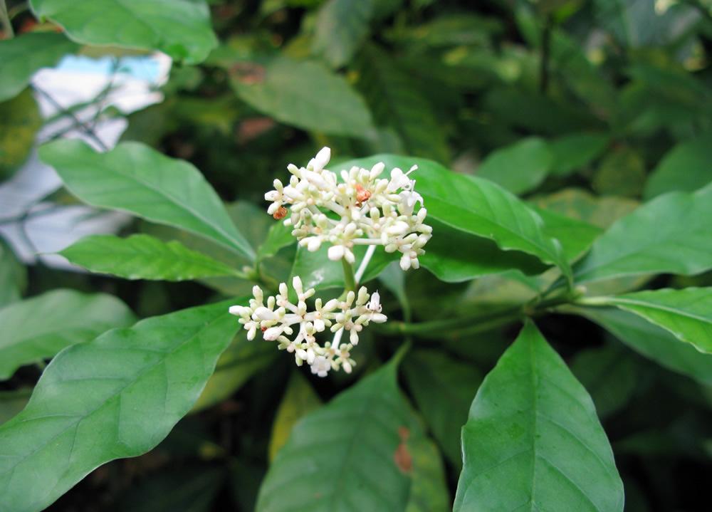 Ipecac Extract