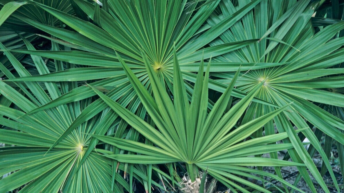 Saw Palmetto Extract