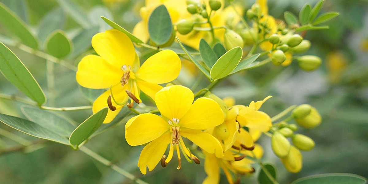 Senna Sennosides