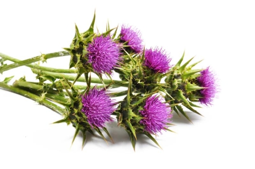 Silymarin Extract