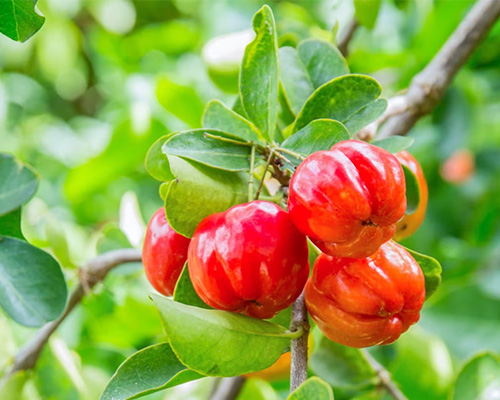 Acerola Acerola