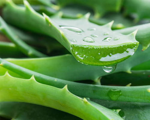 Aloevera Aloevera