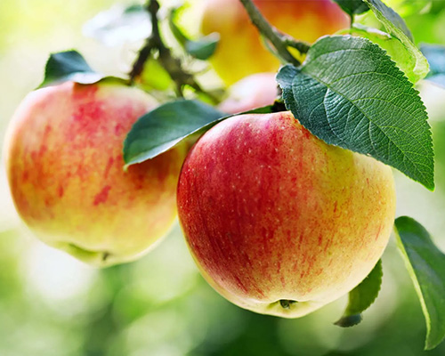 Apple Apple