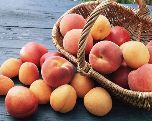 Apricot Apricot