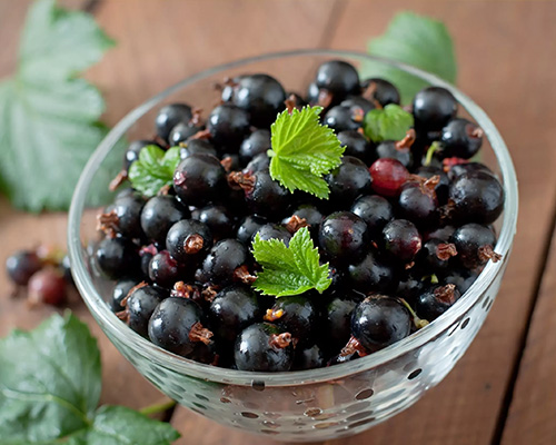 Black Currant Black Currant
